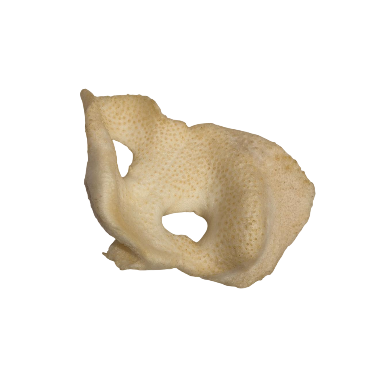 Hocico de Cerdo